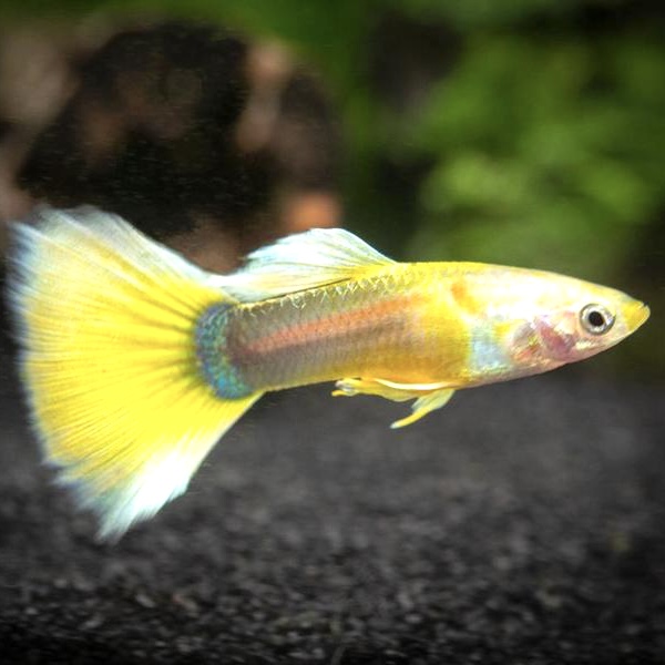 Guppy gold tuxedo M